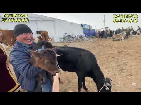 Видео: 2-НОЯБР/2025/ШЫМБАЙ МАЛ БАЗАРЫ/МАЛ БАЗАР 2025/ДЕМ БЕРМЕС МАЛ БАЗАР