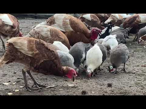 Видео: 🤔ЯКОСЬ ВОНО ТАК😁🌷