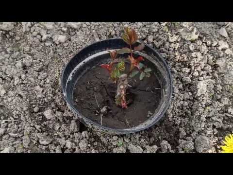 Видео: Результат подкормки роз Янтарином и крапивой за 5 дней.