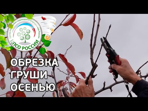 Видео: ОБРЕЗКА ГРУШИ ОСЕНЬЮ. КАК ПРАВИЛЬНО ОБРЕЗАТЬ ГРУШУ.