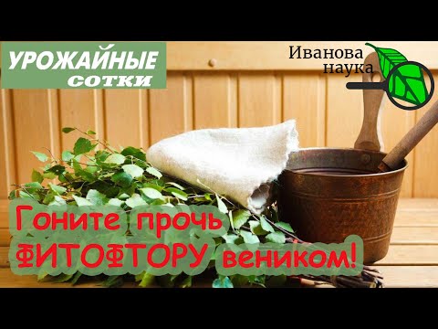 Видео: ПРОГОНИМ ФИТОФТОРУ ВЕНИКОМ! Реальный метод без затрат!