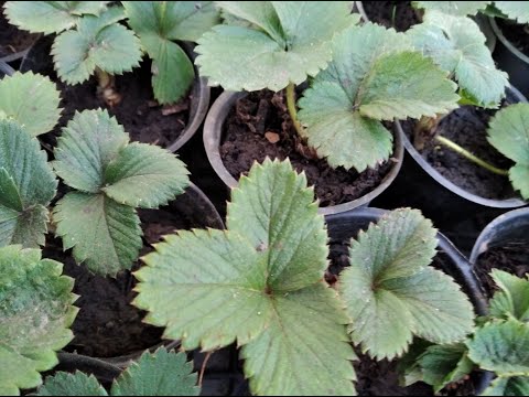 Видео: Посадити полуниці🍓 весною. Як економити на #саджанці ? #вирощування #полуниця для початківців #ягода