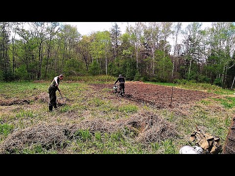 Видео: Жизнь в тайге круглый год. ЗАСЕЯЛИ ОГРОМНОЕ ПОЛЕ ОВСОМ, РЫБАЧИМ, РАБОТАЕМ С ПЧЕЛАМИ.