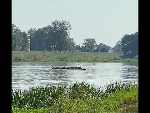 Видео: Sytuacja na Odrze we Wrocławiu, Kozanów 18.09.2024 #Powódź #Wrocław #ulewa #повінь #стихія #циклон