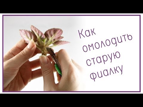Видео: Как омолодить старую фиалку