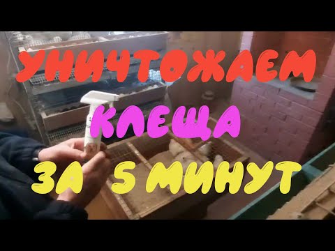Видео: Как избавиться от куриного клеща
