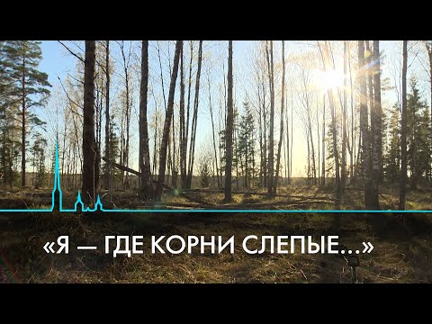 Видео: Вахта памяти 2023. Поисковые экспедиции в Ленинградской области