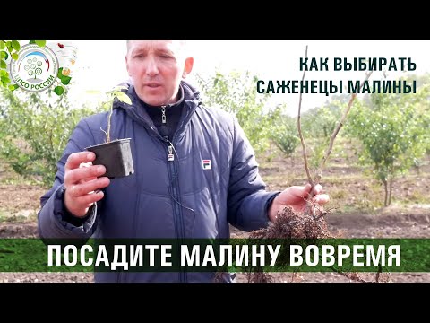 Видео: ЛУЧШЕЕ ВРЕМЯ ДЛЯ ПОСАДКИ МАЛИНЫ. КАК ВЫБРАТЬ САЖЕНЦЫ МАЛИНЫ.