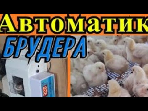 Видео: 141. Бөдене балапандарына вип брудер. Установка Термолигулатор.