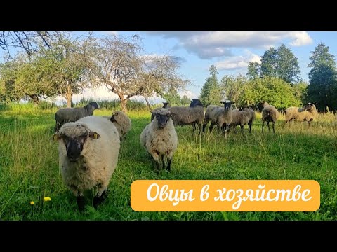 Видео: Новое направление в хозяйстве - ОВЦЕВОДСТВО!!! Завели овец🐑🐑🐑