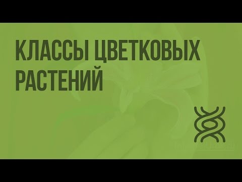 Видео: Классы цветковых растений. Видеоурок по биологии 6 класс