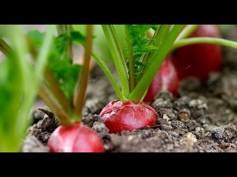 Видео: Почему не завязывается редис?..