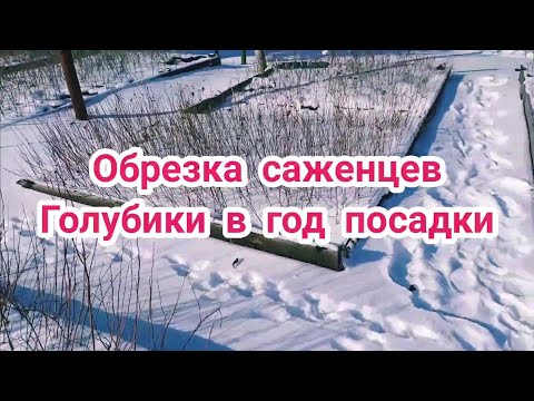 Видео: Обрезка саженцев голубики в год посадки. Обрезка голубики.