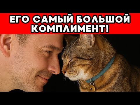Видео: 7 самых тёплых комплиментов, которые твой кот может тебе сделать!