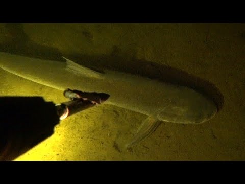 Видео: подводная охота на толстолоба зимой. январь 2022. охота с пеленгас варвар 70