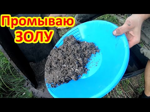 Видео: Сколько ЗОЛОТА в дровах