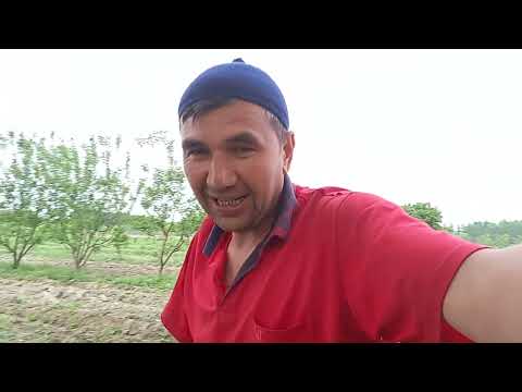 Видео: Ошкавок экиш жараёни 2022. 04.20