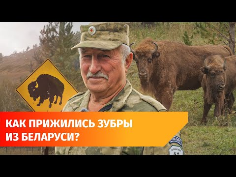 Видео: Как живут зубры, привезенные Хабировым из Беларуси? Репортаж из Мурадымовского ущелья