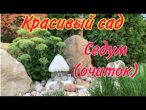 Видео: Красавец СЕДУМ. один из ЛУЧШИХ вариантов для КРАСИВОГО цветника.#седум#очитоквидный#красивыйсад#дача