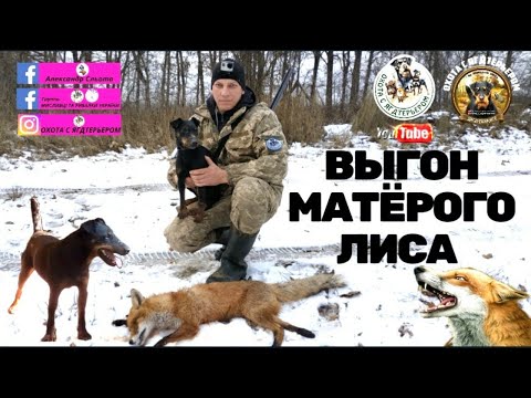 Видео: Охота с ягдтерьером, выгон матёрого лиса.Fox Hunt with Jagdterrier