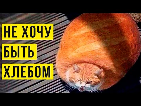 Видео: Кот не хочет быть хлебом! Приколы | Мемозг #409