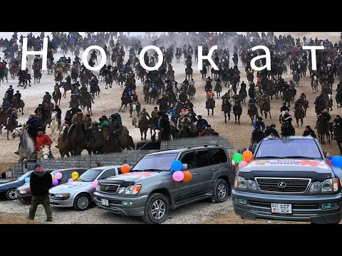 Видео: Ноокаттагы аламан улак 💥💥💥