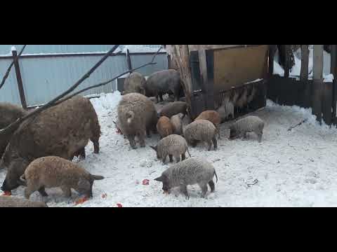 Видео: Венгерская мангалица мясо с характером