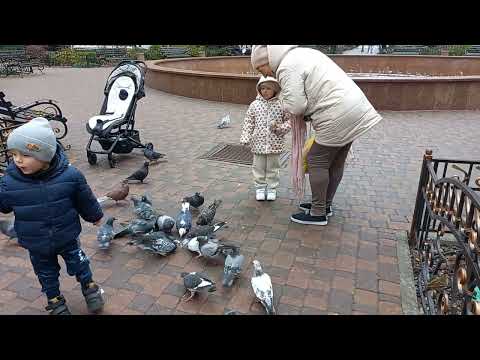 Видео: Ева с бабушкой кормят голубей