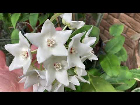 Видео: Цветение Редких Хой. H. arnottiana, H. thompsonii, H. magnifica, H. nummularioides 💚