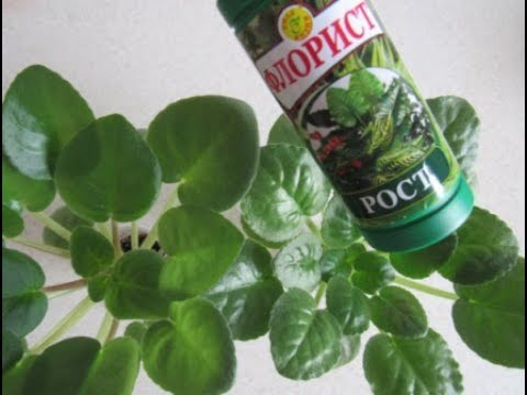 Видео: Как нарастить фиалке зеленую массу/Что нужно для наращивания листвы.