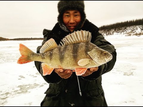 Видео: Утренний клев окуня Якутия Yakutia