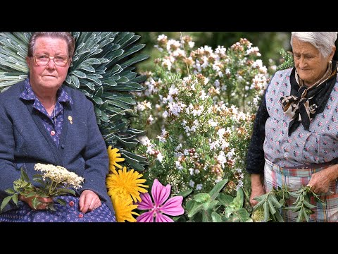 Видео: Корни и дикие растения как естественное средство от прыщей, кашля, грыж и многого другого.