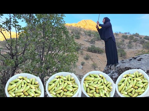 Видео: Сбор дикого дуба 🌰 в горах Ирана 🌰