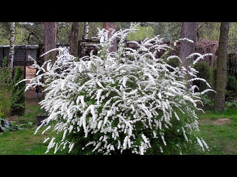 Видео: Спирея серая Грефшейм. Черенкование. Результат укоренения.