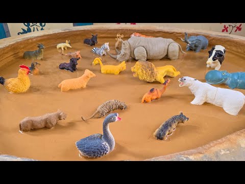 Видео: Титаны джунглей и малыши сафари: король джунглей встречает смотрителя зоопарка