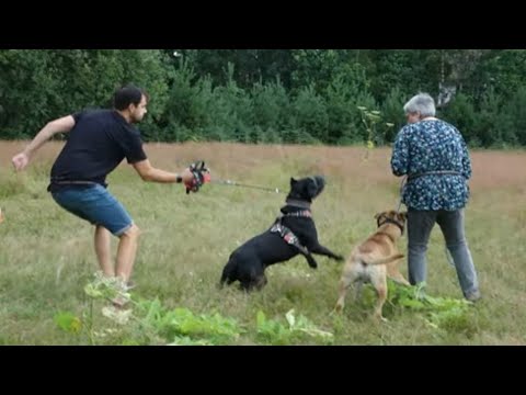 Видео: Догтренинг 645. Большие и зубастые. Полевые испытания.