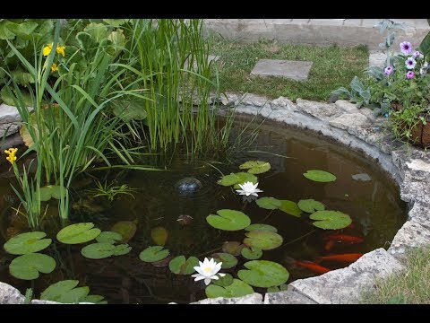 Видео: ПРУД / Cвоими руками