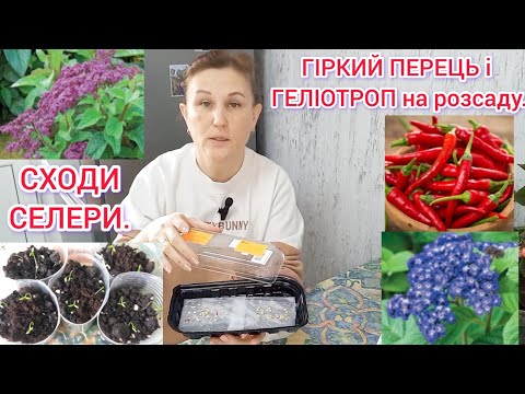 Видео: ПОСІВ ПЕРЦЯ НА РОЗСАДУ🌶Посіяла ГЕЛІОТРОП🪻 Зійшла СЕЛЕРА#розсадаперця#перець#селера#геліотроп#город
