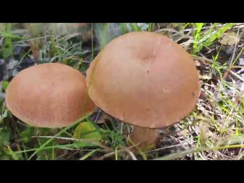 Видео: Съездили за ягодами , брусника .