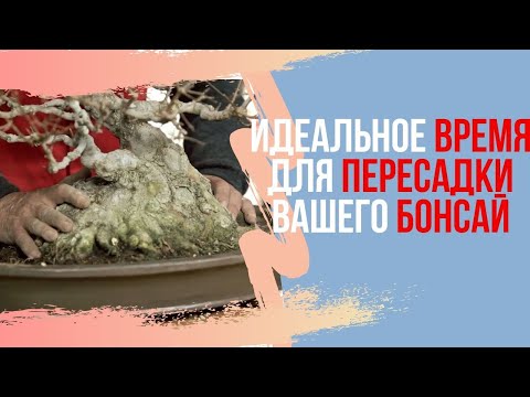 Видео: Когда нужно пересаживать бонсай? В какое время года пересаживать бонсай