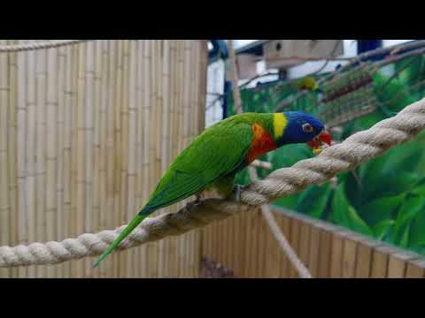 Видео: Попугайня «101 Попугай» | 25.10.2025 | Москва