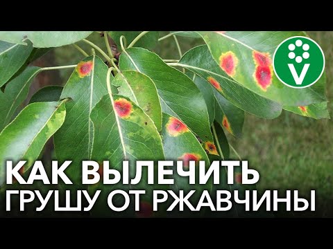 Видео: РЖАВЧИНА ГРУШИ: полная схема обработок с весны до осени