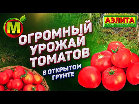 Видео: ПОКАЗЫВАЕМ! Урожайные Сорта Томатов для Открытого Грунта