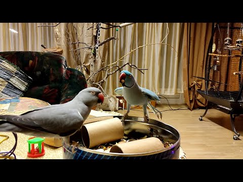 Видео: Все про Ожереловых попугаев. Кеша ухаживает за Линдой, принес ей орех.