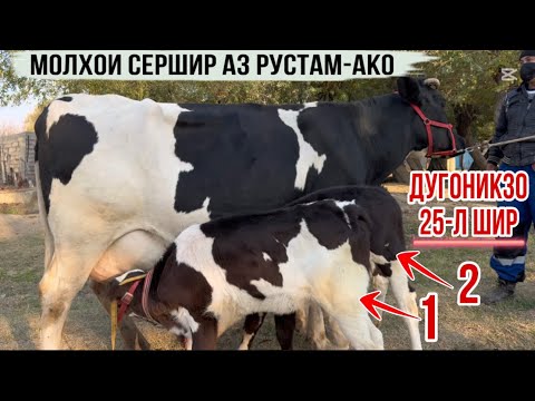 Видео: 25-л ШИР ДУГОНИКЗО😱МОЛХОИ РУСТАМ-АКО  11 ноября 2025 г.