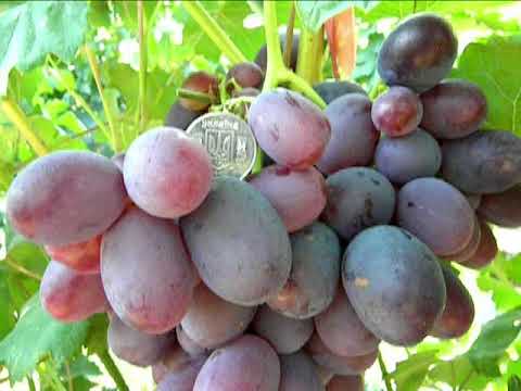 Видео: Лучшие сорта винограда!Путь к успеху! Фильм 2-й.