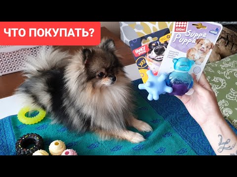 Видео: Какие игрушки для собак покупать? Шпиц, Чихуахуа, обзор, рекомендации