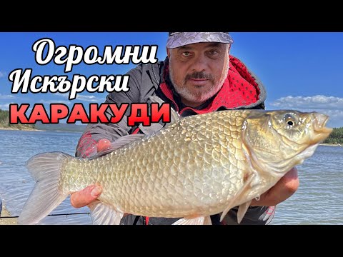 Видео: Как да хванем ОГРОМНИ искърски КАРАКУДИ и ПЛАТИКИ на ФИДЕР? / Как да ги излъжем във вятъра? - 3 част