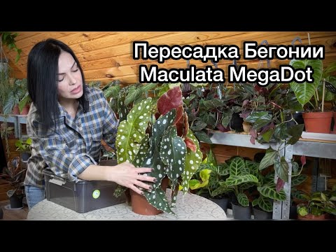 Видео: Пересаживаю Бегонию с огромными листьями 😉
