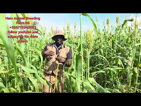 Видео: Корма для коз (сравните SugerGraze с Nappier) Что мы добавляем козам?